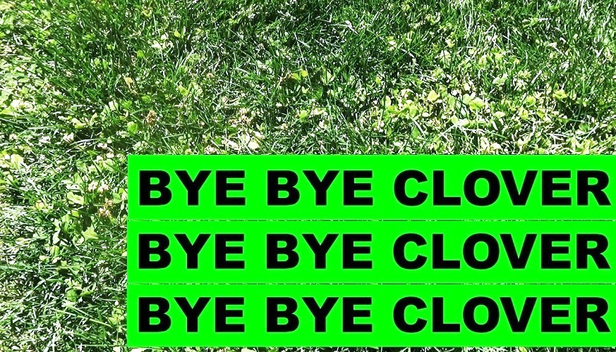 Say Goodbye to Clover in Your Lawn with These Tips